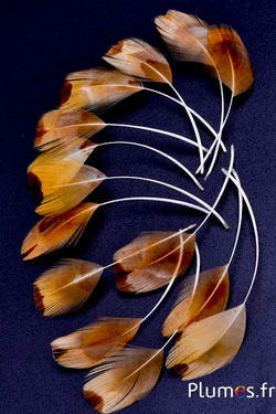 Verenblaadjes - gebleekt - 6-9 cm - crème-goudkleurig